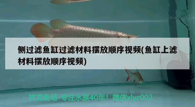 側(cè)過濾魚缸過濾材料擺放順序視頻(魚缸上濾材料擺放順序視頻) 斑馬狗頭魚