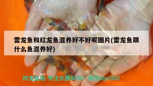 雷龍魚和紅龍魚混養(yǎng)好不好呢圖片(雷龍魚跟什么魚混養(yǎng)好) 福魟魟魚