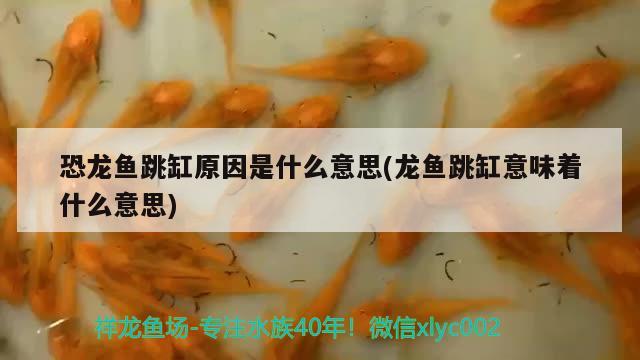 恐龍魚跳缸原因是什么意思(龍魚跳缸意味著什么意思)