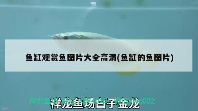 魚(yú)缸觀(guān)賞魚(yú)圖片大全高清(魚(yú)缸的魚(yú)圖片) 南美異型魚(yú)