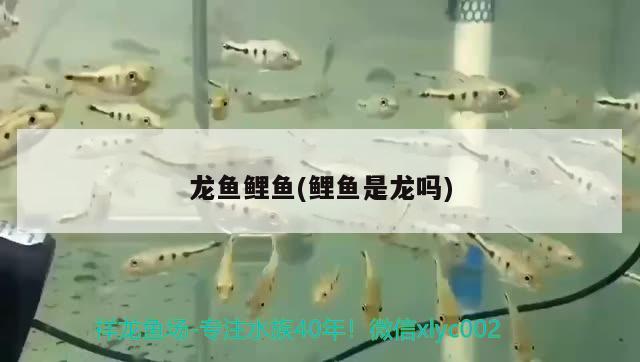 龍魚鯉魚(鯉魚是龍嗎) 印尼三紋虎