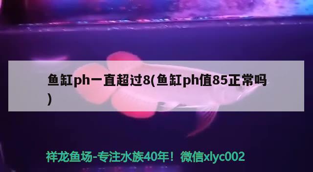 魚(yú)缸ph一直超過(guò)8(魚(yú)缸ph值85正常嗎) 觀賞魚(yú)魚(yú)苗