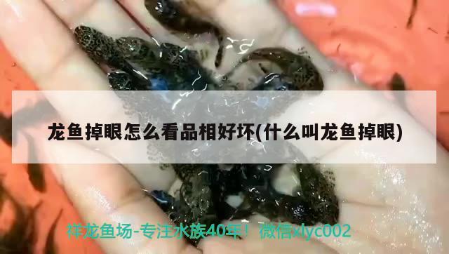 龍魚掉眼怎么看品相好壞(什么叫龍魚掉眼)