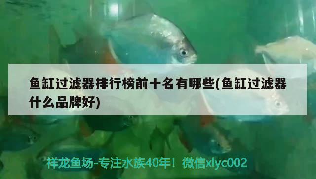 魚缸過濾器排行榜前十名有哪些(魚缸過濾器什么品牌好) 青龍魚 第3張