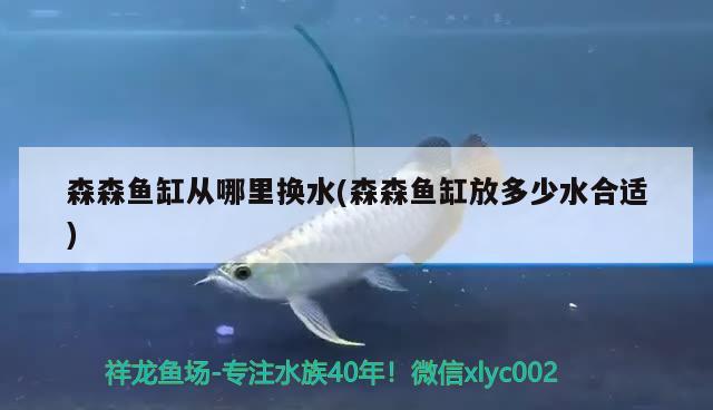 森森魚缸從哪里換水(森森魚缸放多少水合適) 水草