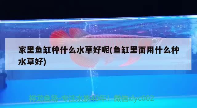 家里魚缸種什么水草好呢(魚缸里面用什么種水草好)