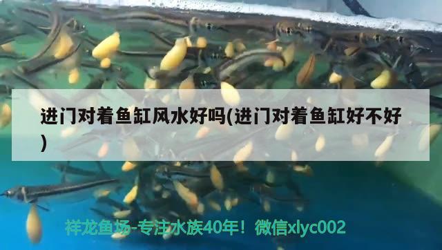 進(jìn)門對著魚缸風(fēng)水好嗎(進(jìn)門對著魚缸好不好) 魚缸風(fēng)水 第2張