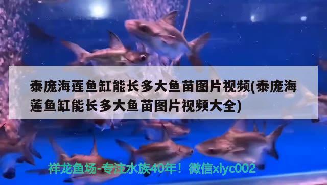 泰龐海蓮魚缸能長多大魚苗圖片視頻(泰龐海蓮魚缸能長多大魚苗圖片視頻大全) 泰龐海蓮魚