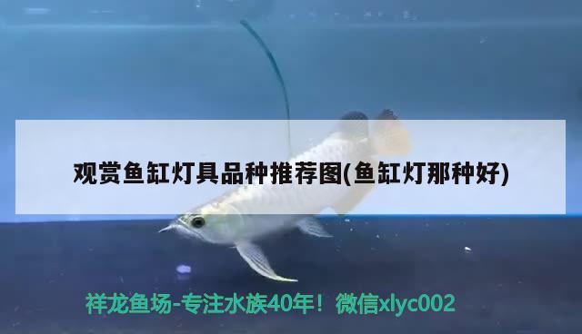 觀賞魚缸燈具品種推薦圖(魚缸燈那種好) 魚缸水質(zhì)穩(wěn)定劑