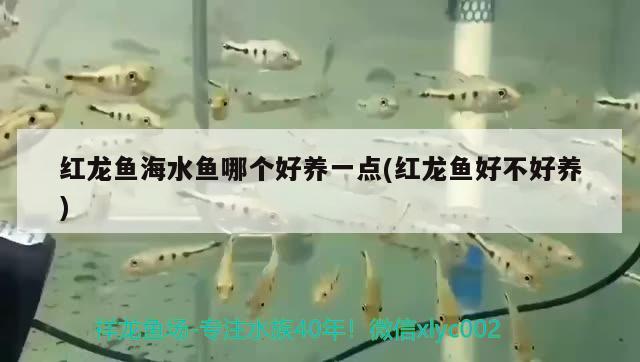 紅龍魚海水魚哪個好養(yǎng)一點(diǎn)(紅龍魚好不好養(yǎng)) 海水魚