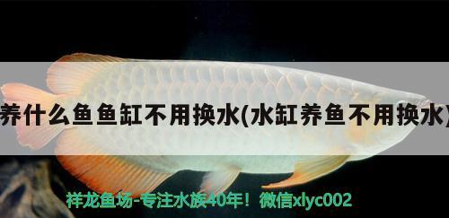 養(yǎng)什么魚魚缸不用換水(水缸養(yǎng)魚不用換水)