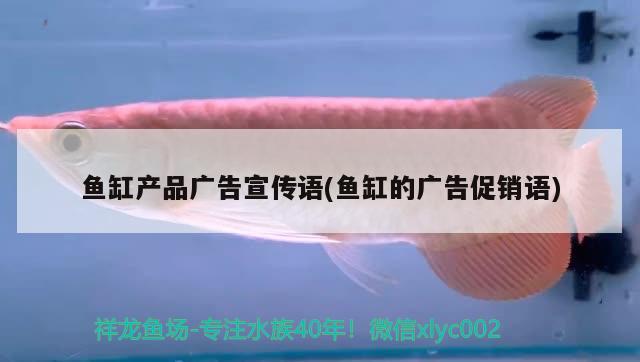 魚缸產(chǎn)品廣告宣傳語(魚缸的廣告促銷語) 埃及神仙魚