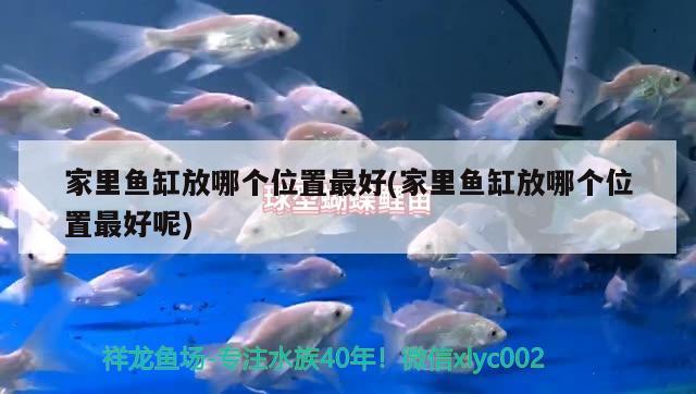 家里魚(yú)缸放哪個(gè)位置最好(家里魚(yú)缸放哪個(gè)位置最好呢)