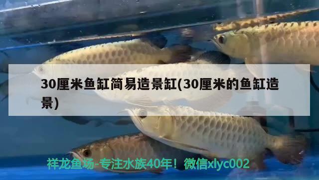 30厘米魚缸簡易造景缸(30厘米的魚缸造景)