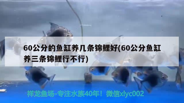 60公分的魚缸養(yǎng)幾條錦鯉好(60公分魚缸養(yǎng)三條錦鯉行不行)