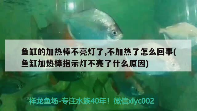 魚缸的加熱棒不亮燈了,不加熱了怎么回事(魚缸加熱棒指示燈不亮了什么原因)