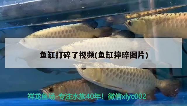 魚(yú)缸打碎了視頻(魚(yú)缸摔碎圖片) 魚(yú)缸水泵