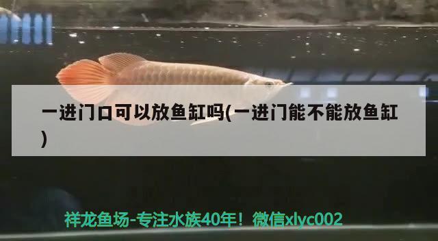 一進(jìn)門口可以放魚(yú)缸嗎(一進(jìn)門能不能放魚(yú)缸) 生態(tài)瓶/創(chuàng)意缸/桌面微景缸