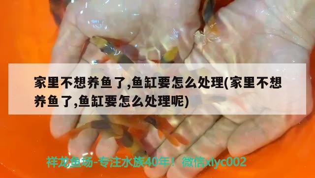 家里不想養(yǎng)魚(yú)了,魚(yú)缸要怎么處理(家里不想養(yǎng)魚(yú)了,魚(yú)缸要怎么處理呢)