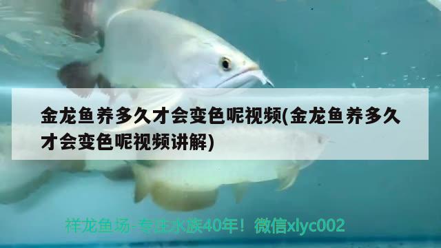 金龍魚(yú)養(yǎng)多久才會(huì)變色呢視頻(金龍魚(yú)養(yǎng)多久才會(huì)變色呢視頻講解) 養(yǎng)魚(yú)知識(shí) 第3張