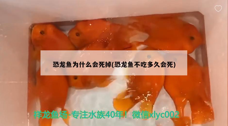 恐龍魚為什么會(huì)死掉(恐龍魚不吃多久會(huì)死) 祥龍龍魚專用水族燈