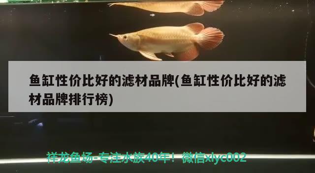 魚(yú)缸性?xún)r(jià)比好的濾材品牌(魚(yú)缸性?xún)r(jià)比好的濾材品牌排行榜) 紅眼黃化幽靈火箭魚(yú)|皇家火箭魚(yú)