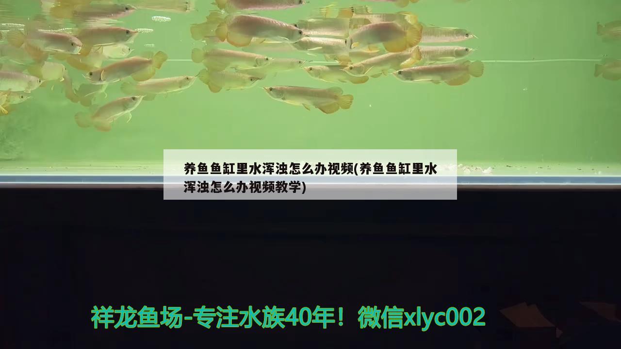 養(yǎng)魚魚缸里水渾濁怎么辦視頻(養(yǎng)魚魚缸里水渾濁怎么辦視頻教學(xué))