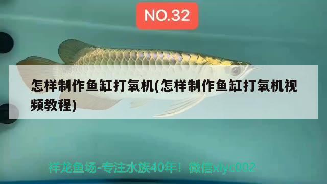 怎樣制作魚缸打氧機(怎樣制作魚缸打氧機視頻教程) 狗仔（招財貓)魚苗