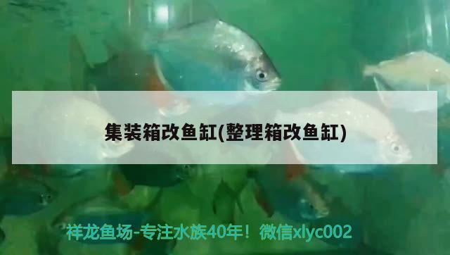 集裝箱改魚缸(整理箱改魚缸)