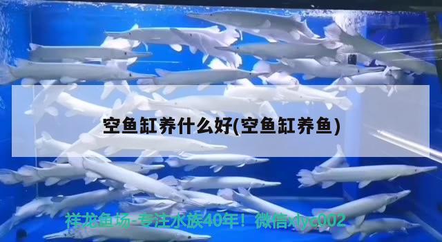 空魚缸養(yǎng)什么好(空魚缸養(yǎng)魚) 觀賞魚魚苗