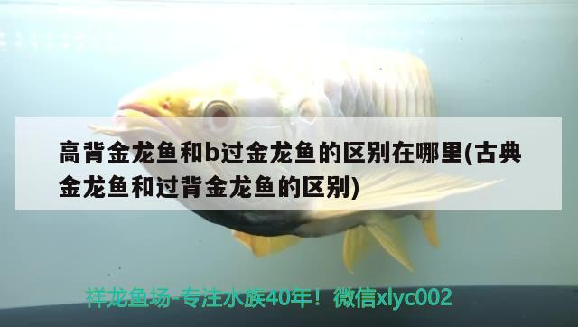 高背金龍魚和b過金龍魚的區(qū)別在哪里(古典金龍魚和過背金龍魚的區(qū)別)