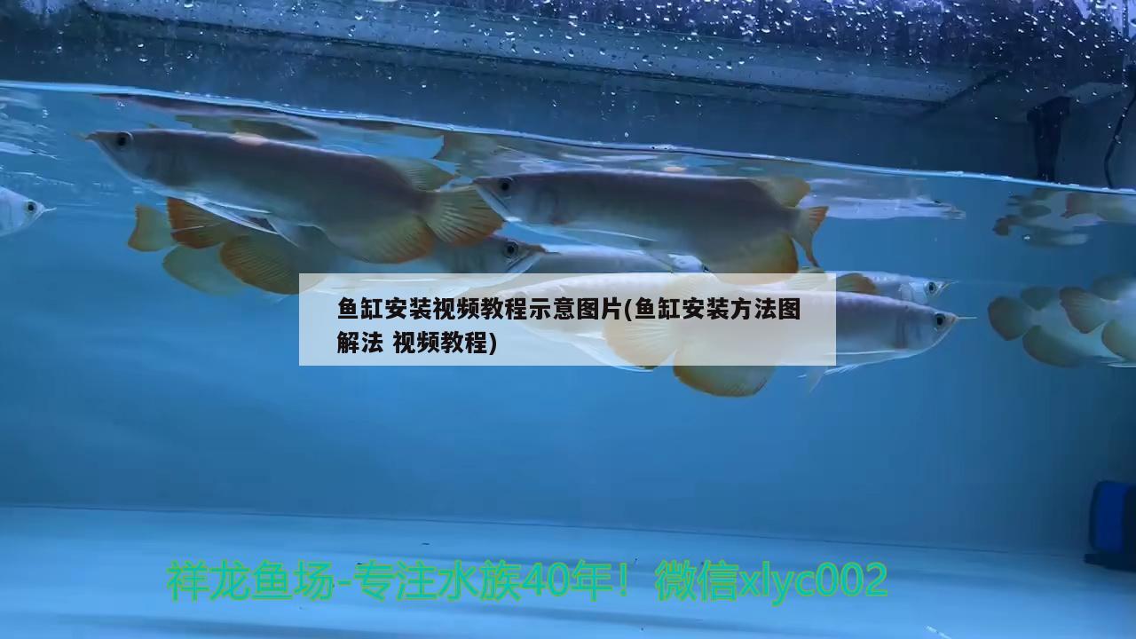 魚缸安裝視頻教程示意圖片(魚缸安裝方法圖解法視頻教程)