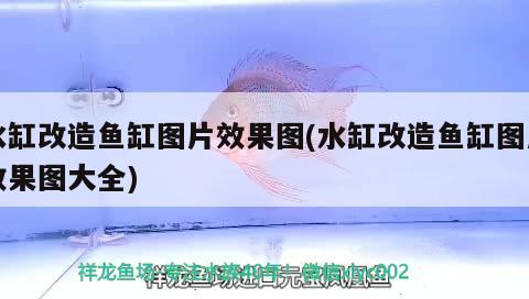 水缸改造魚缸圖片效果圖(水缸改造魚缸圖片效果圖大全)