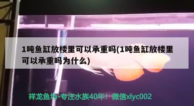 1噸魚缸放樓里可以承重嗎(1噸魚缸放樓里可以承重嗎為什么)