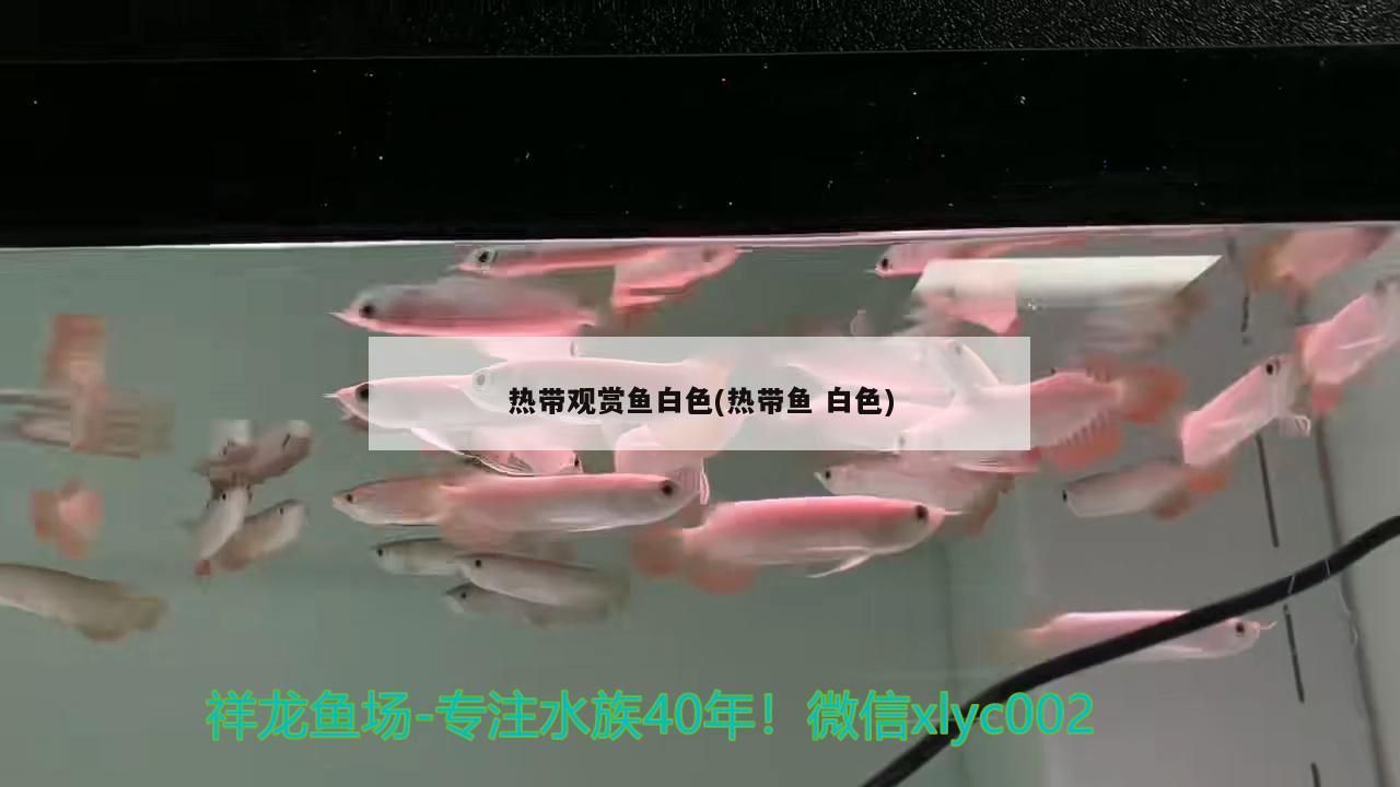 熱帶觀賞魚白色(熱帶魚白色) 委內(nèi)瑞拉奧里諾三間魚