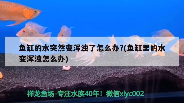 魚缸的水突然變渾濁了怎么辦?(魚缸里的水變渾濁怎么辦) 元寶鳳凰魚專用魚糧