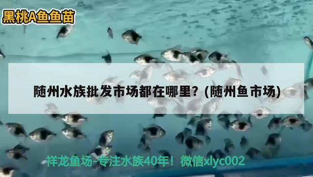 隨州水族批發(fā)市場都在哪里？(隨州魚市場) 觀賞魚水族批發(fā)市場