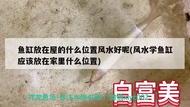 魚缸放在屋的什么位置風水好呢(風水學魚缸應該放在家里什么位置)