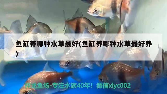 魚缸養(yǎng)哪種水草最好(魚缸養(yǎng)哪種水草最好養(yǎng))