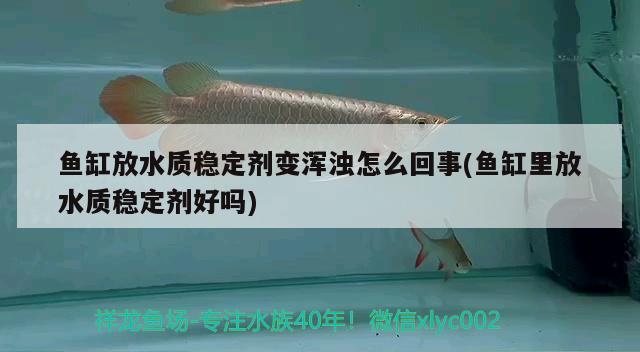 魚(yú)缸放水質(zhì)穩(wěn)定劑變渾濁怎么回事(魚(yú)缸里放水質(zhì)穩(wěn)定劑好嗎)