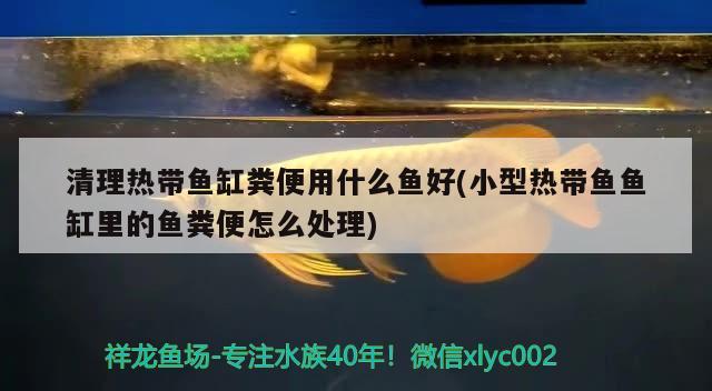 清理熱帶魚缸糞便用什么魚好(小型熱帶魚魚缸里的魚糞便怎么處理)