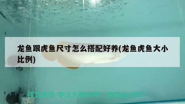 龍魚跟虎魚尺寸怎么搭配好養(yǎng)(龍魚虎魚大小比例) 虎魚百科