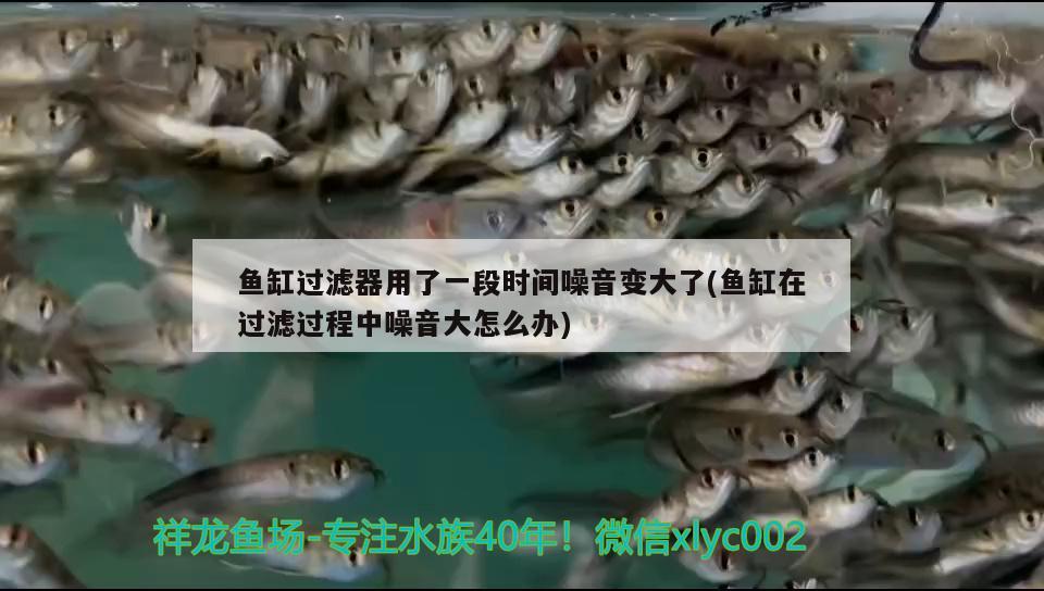 魚缸過濾器用了一段時間噪音變大了(魚缸在過濾過程中噪音大怎么辦) 名貴錦鯉魚