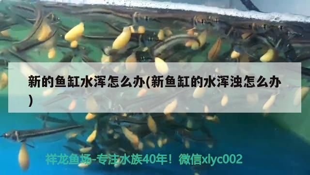 新的魚缸水渾怎么辦(新魚缸的水渾濁怎么辦)