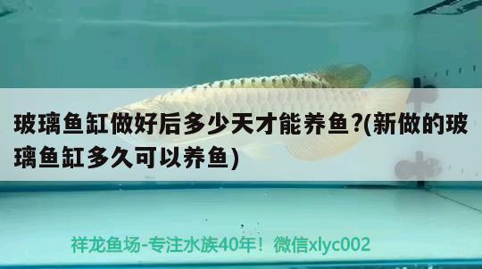 玻璃魚缸做好后多少天才能養(yǎng)魚?(新做的玻璃魚缸多久可以養(yǎng)魚)