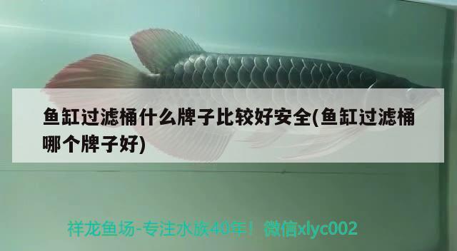 魚缸過濾桶什么牌子比較好安全(魚缸過濾桶哪個牌子好) 金老虎魚