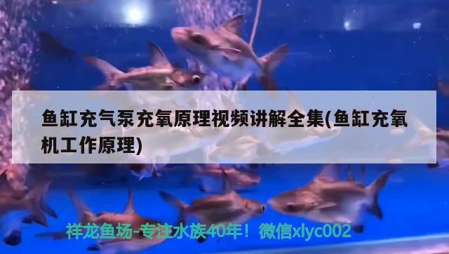 魚缸充氣泵充氧原理視頻講解全集(魚缸充氧機(jī)工作原理) 帝王三間魚