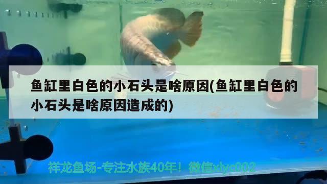 魚缸里白色的小石頭是啥原因(魚缸里白色的小石頭是啥原因造成的) 黃寬帶蝴蝶魚