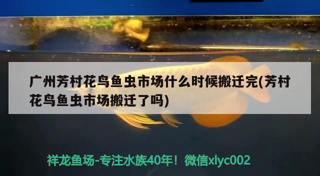 廣州芳村花鳥魚蟲市場什么時候搬遷完(芳村花鳥魚蟲市場搬遷了嗎) 過背金龍魚