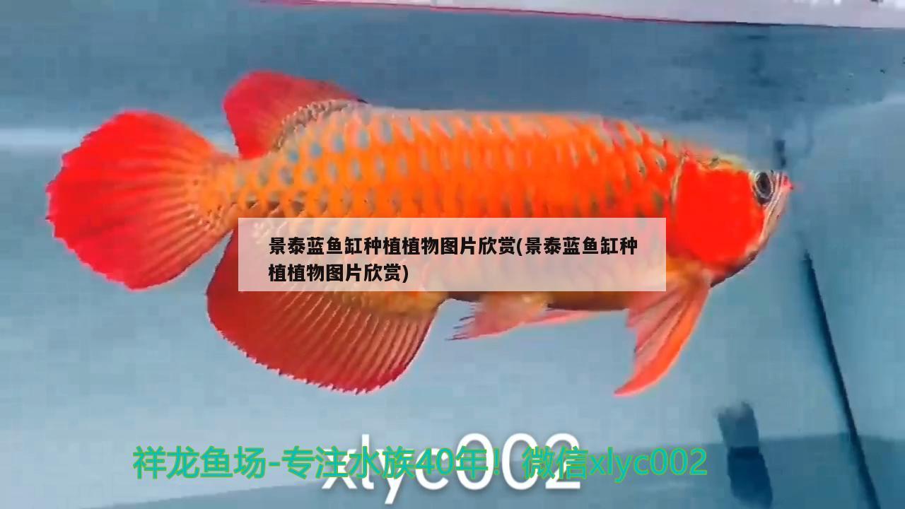 景泰藍(lán)魚缸種植植物圖片欣賞(景泰藍(lán)魚缸種植植物圖片欣賞)